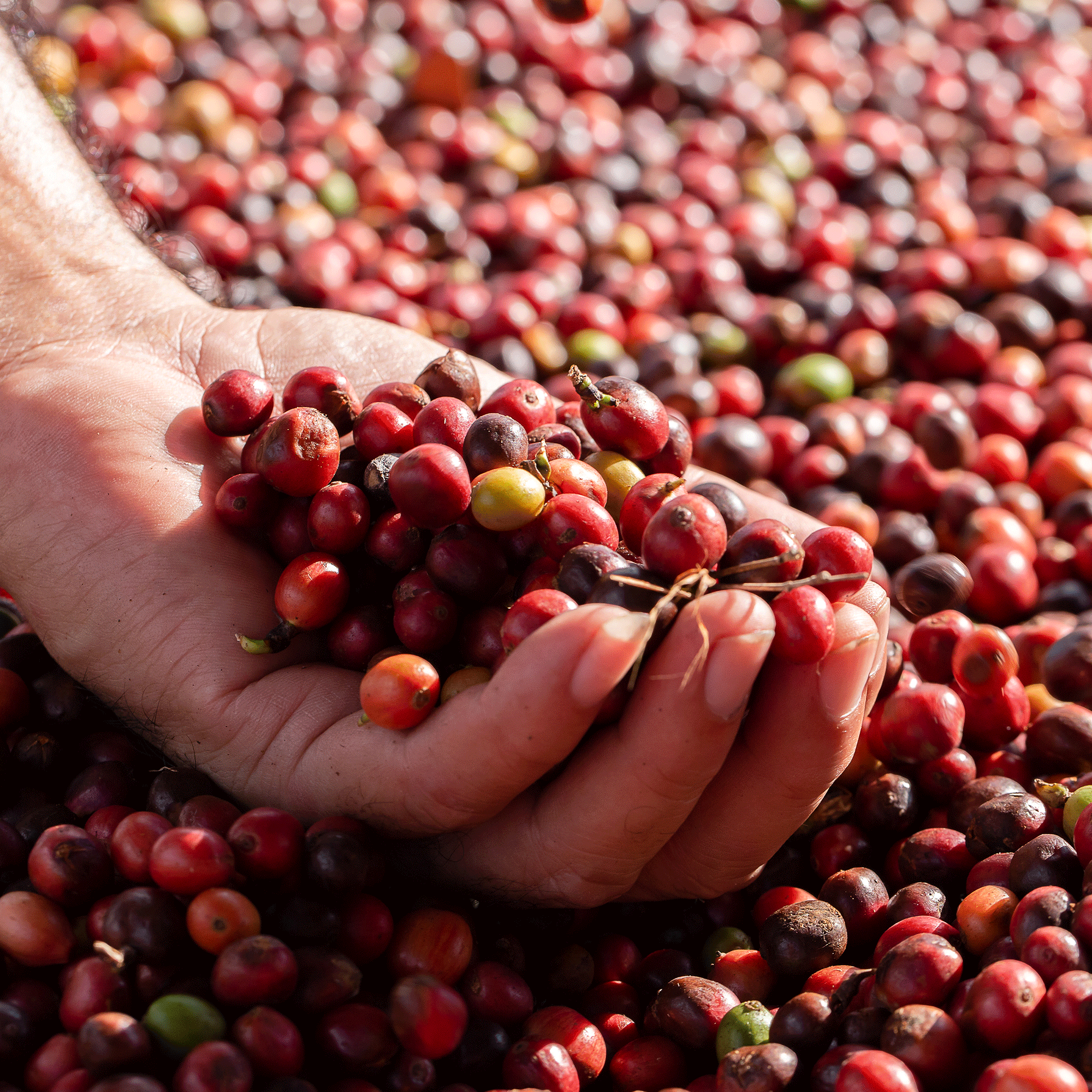 ongebrande koffiebonen